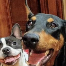 Boston Terriers, Doberman Pinschers, and French Bulldogs from Ohio French Bulldogs