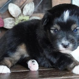 Girl 3 - female Miniature Australian Shepherd puppy in Lawton, Oklahoma from Lindsey’s Aussies