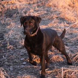 Wing - Labrador Retriever