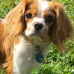 Daisy - Cavalier King Charles Spaniel