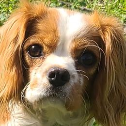 Daisy - Cavalier King Charles Spaniel