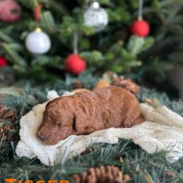 Tigger (Orange Collar) - Red  male Goldendoodle puppy in Palmetto Bay, Florida from SOMIDOODLES
