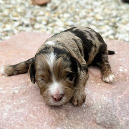 Merle - Merle male Australian Labradoodle puppy in Wamego, Kansas from Doodles of Oz