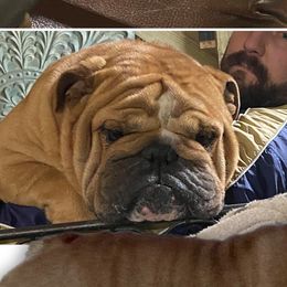 JOKER - Bulldog