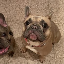 French Bulldog Puppies from Flat Face French Bulldogs