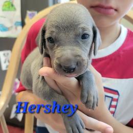 Hershey - Blue male Weimaraner puppy in Kingwood, Texas from Desert Rose Weimaraners