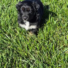 Ike (Drago) - Black tri-color male Australian Shepherd puppy in Harrodsburg, Kentucky from Triple M Aussies