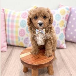 Gavin - Red male Cavapoo puppy in Ormond Beach, Florida from Florida Coast Doodles