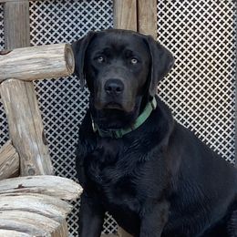Stella - Labrador Retriever