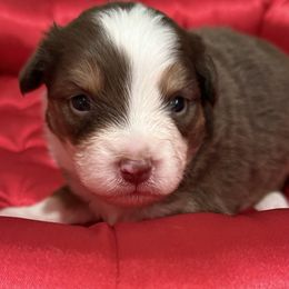 Maple - Red tri-color female Miniature American Shepherd puppy in Ballico, California from SierraVu Minis