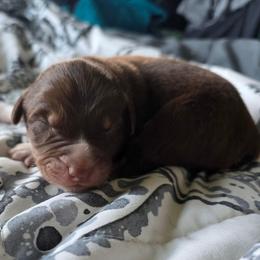 3 - Red tri-color male Australian Shepherd puppy in Albany, Oregon from Red Cloud Australian Shepherds and DeGray Great Danes & Bulldogs