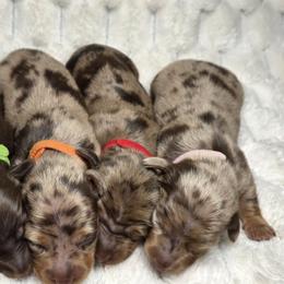 Fern -akc - Dapple female Dachshund puppy in Sacramento, California from Valentina's mini  AKC Dachshunds