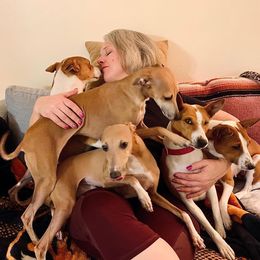Basenji and Italian Greyhound All Grown Up from Khani's Basenjis and Italian Greyhounds