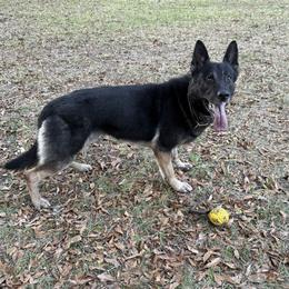 Jack - German Shepherd