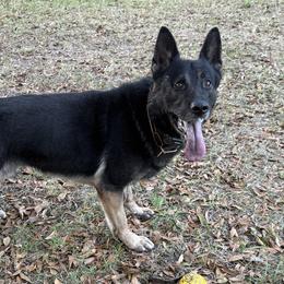 Jack - German Shepherd