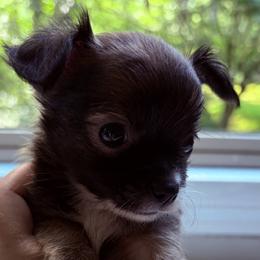 Toffee - Black sabled fawn male Chihuahua puppy in Massachusetts, Massachusetts from Boston Chi Chis