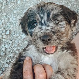 Bernedoodles from Jules’ Bernedoodles