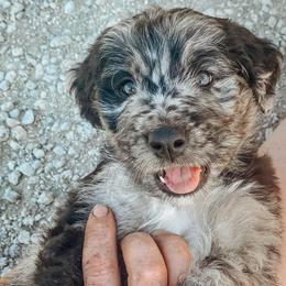Bernedoodles from Jules’ Bernedoodles