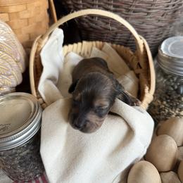 Cinnamon - Red male Dachshund puppy in Cabool, Missouri from White Cottage Dachshunds
