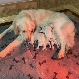 Girl 3 - Light golden Golden Retriever puppy in Michigan from Sugar Maple Golden Retrievers