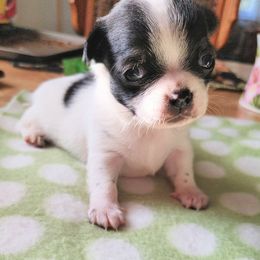 Boy2 - Black and white male Chihuahua puppy in Alaska from Snowy Mountains Chihuahua