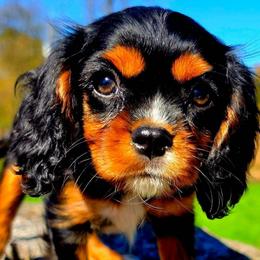 Oceana - Black and tan female Cavalier King Charles Spaniel puppy in Watsontown, Pennsylvania from Huntsman Cavaliers