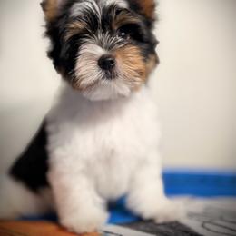 Boy 3 - Black tan and white male Biewer Terrier puppy in Woodside, New York from Allure Biewer Terriers