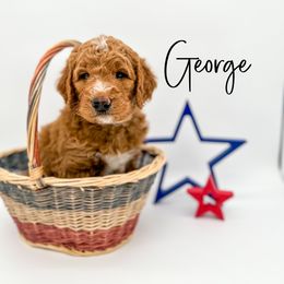 Assorted Doodle Crosses and Goldendoodle Puppies from Cynology Doodles