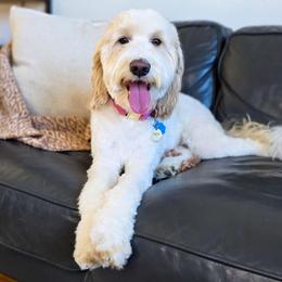 Remi - Goldendoodle