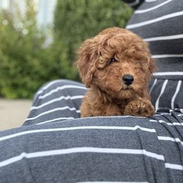 Sally - Red  female Poodle puppy in Bettendorf, Iowa from Red Door Poodles