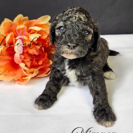Mimosa - Sable female Cockapoo puppy in Mancelona, Michigan from Lavender poodles & doodles