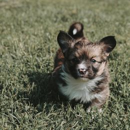 American Corgi and Pembroke Welsh Corgi Puppies from Witch Creek Corgis
