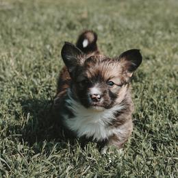 American Corgi and Pembroke Welsh Corgi Puppies from Witch Creek Corgis