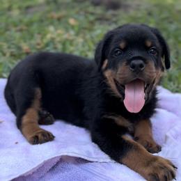 "Yawn💥" Rottweiler Puppies from VHWilliamsRottweilers
