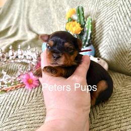 AKC Matilda - Black and gold female Yorkshire Terrier puppy in Hertford, North Carolina from Peters Pups AKC Yorkshire Terriers