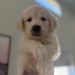 Sunday ( Hot Pink Collar Girl ) - Light golden female Golden Retriever puppy in Phoenix, Arizona from Star Raised Goldens