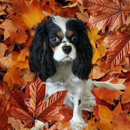 Porsche - Cavalier King Charles Spaniel