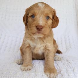 Puppy 2 - Golden male Cockapoo puppy in Savannah, Georgia from Vino and Vespa Doodles