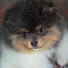 AKC Skye Blue tri-color parti - Blue parti male Pomeranian puppy in Gloversville, New York from ADKPOM Adirondack Pomeranians
