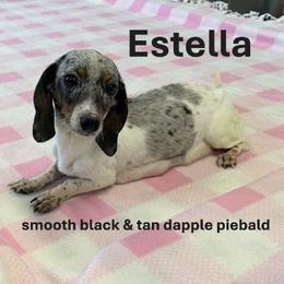 Estella - Dachshund
