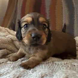 Shaded Red - Red female Dachshund puppy in Mesa, Arizona from Ruby Desert Doxies