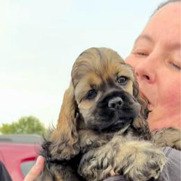 Lady - Sable female Cocker Spaniel puppy in Oregon from Doc's Cockers