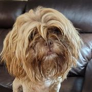 Archie - Shichon
