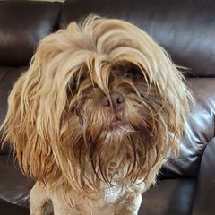 Archie - Shichon