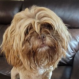 Archie - Shichon