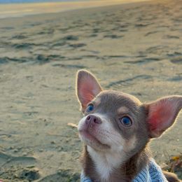 Lana - Chihuahua