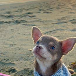 Lana - Chihuahua