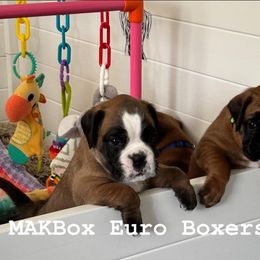 Boxer Puppies from MAKBOX Euro Boxers