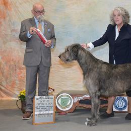 Sookie - Irish Wolfhound
