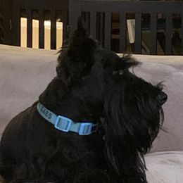 Lennox - Scottish Terrier